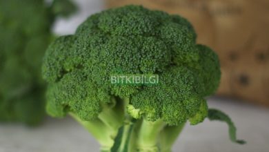 Photo of Brokoli