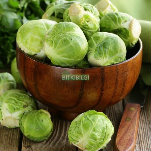 Brüksel Lahanası