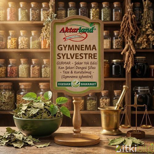 Yeşil eliptik yapraklı Gymnema Sylvestre bitkisi ve yanında kurutulmuş Gurmar yaprakları.