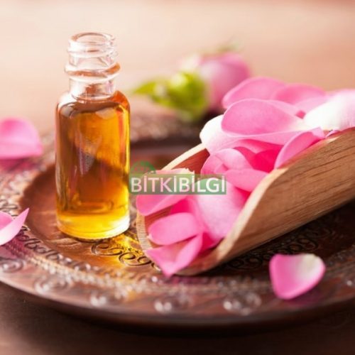 Gül Yağı 1