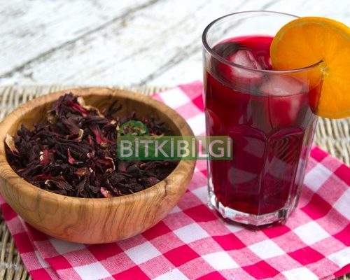 Hibiskus