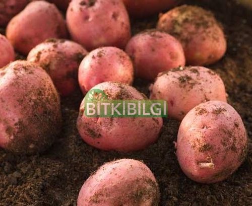 Patates
