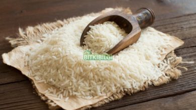 Photo of Pirinç ve Faydaları Besin Değerleri