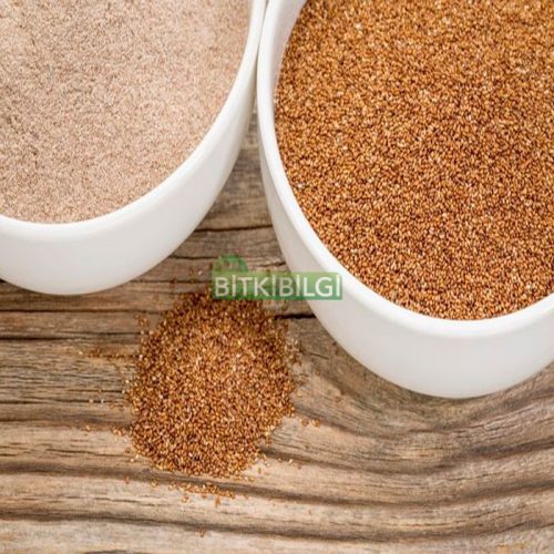 Teff-2