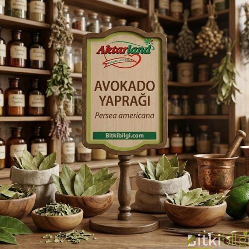 Ahşap bir zemin üzerinde duran kurutulmuş avokado yaprakları ve cam şişe içerisinde sıvı bitki çayı.