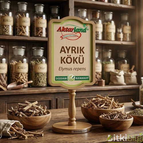Ahşap bir zemin üzerinde duran kurutulmuş ayrık kökü parçaları ve cam şişe içerisinde sıvı bitki çayı.