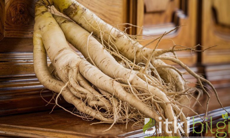beyaz-ginseng-koku.jpg