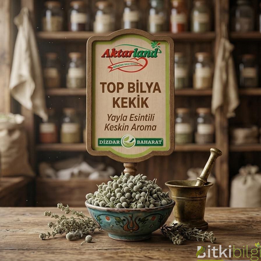 Top Bilya Kekik