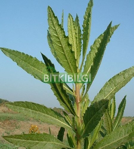 inula yağı