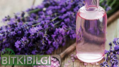 black-herb-oil