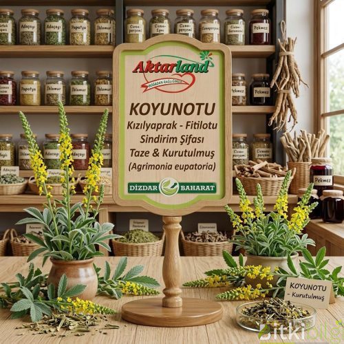 Ahşap masa üzerinde kurutulmuş koyun otu yaprakları, sarı çiçekli taze koyun otu dalları ve demlenmiş şifalı bitki çayı