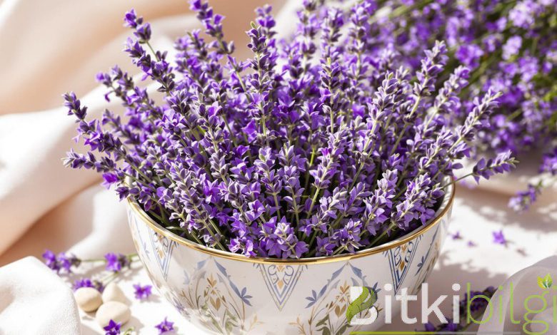 lavender