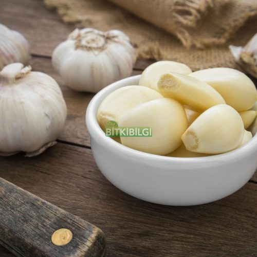 sarımsak