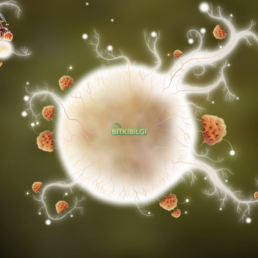 sperm macunu