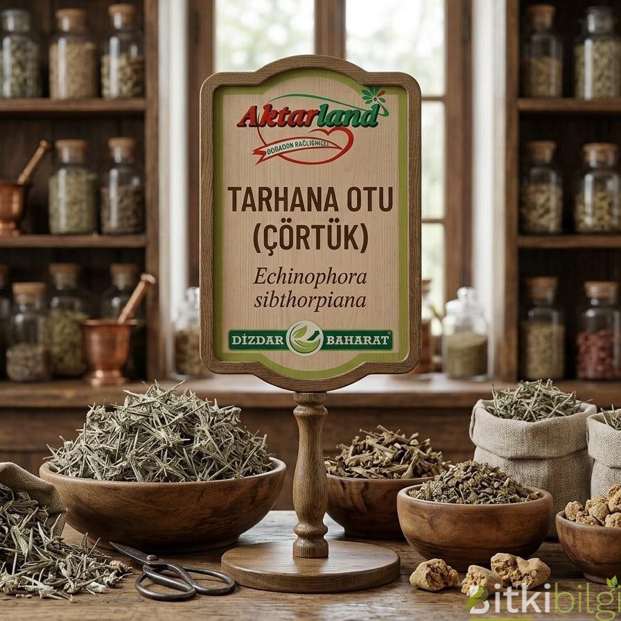 Kurutulmuş tarhana otu dalları, bir kasede toz tarhana ve yanında taze çörtük otu sürgünleri.