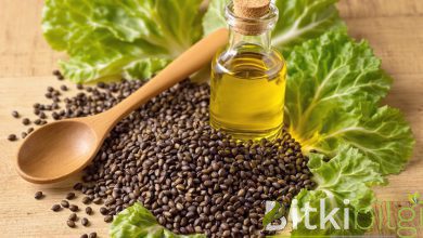 Cabbage Seed Oil