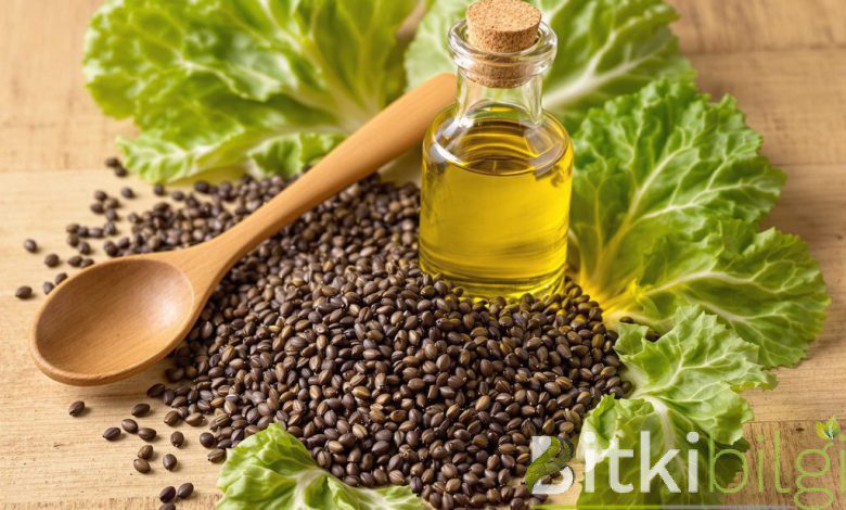 Cabbage Seed Oil